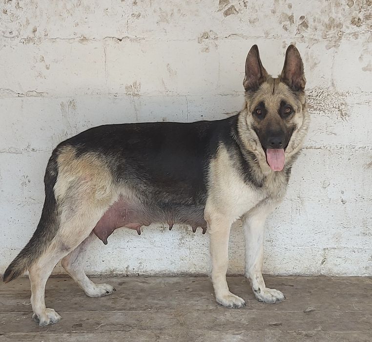 Щенки Восточноевропейской овчарки