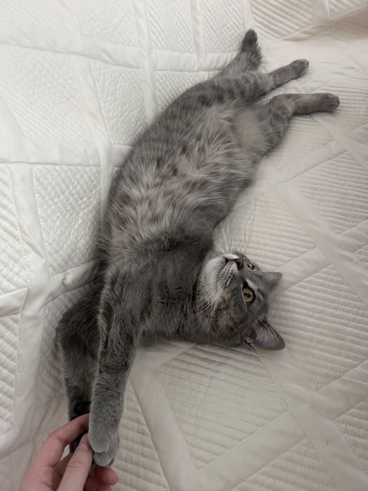 Кошечка ищет новый дом