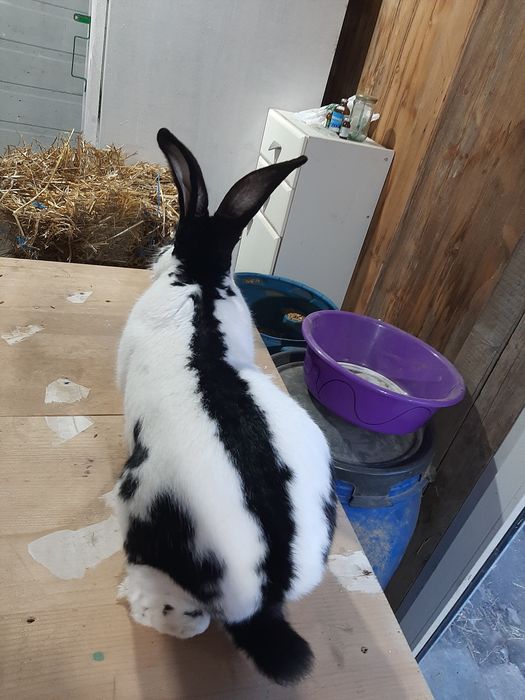 Urias german si fluture german