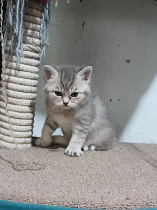 Породистые котята