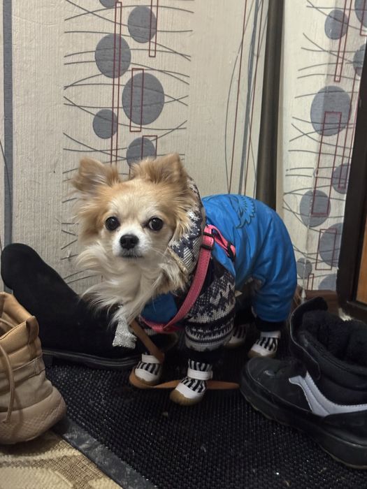 Отдам чихуахуа с доками