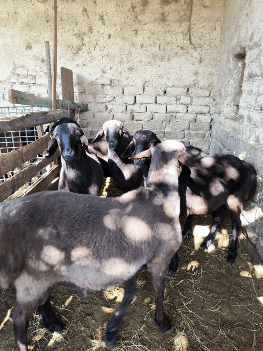 Qo'chqorlar sotiladi  Куй сотилади