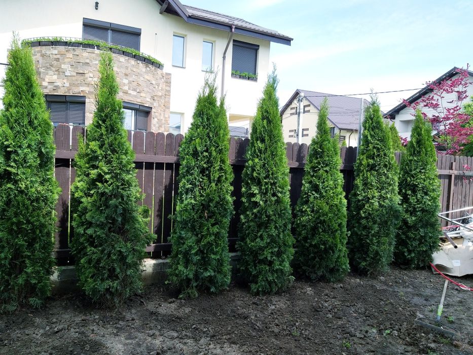 Tuia smaragd, aurea, spirala, occidentalis columnaris