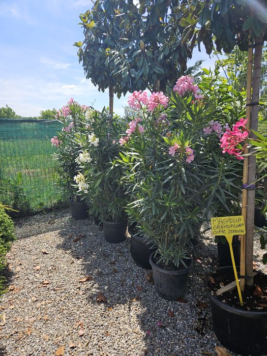 Leandru tufa sau copac superb plin de flori