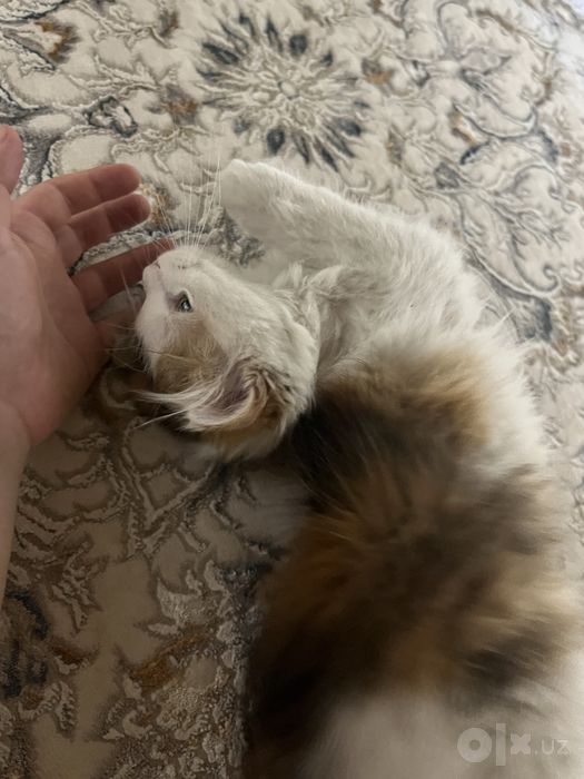 Кошечка ищет любящую семью