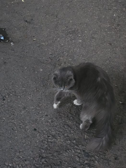 Отдам кошку в хорошие руки