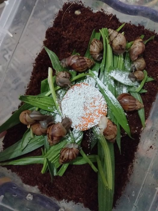 Ulitka sotiladi optom narxda, fulika albinos,Retikulyata albinos kosme