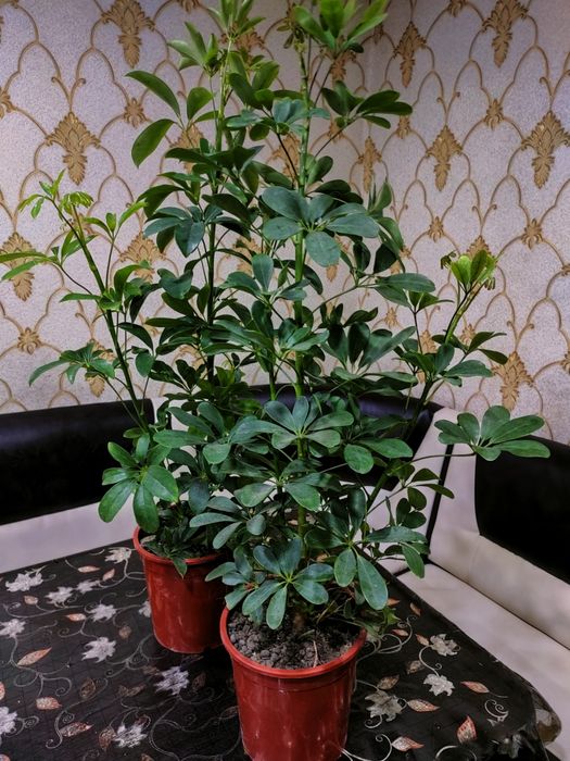 Цветы комнатные, доставка