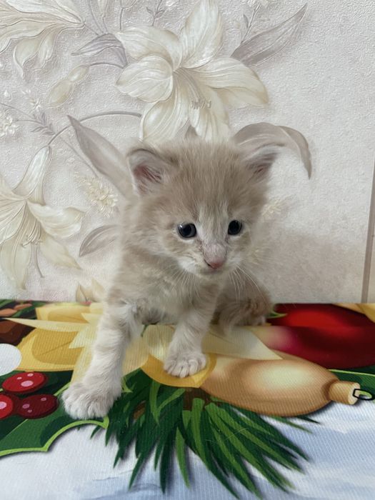 Продаются котята Мейн кун