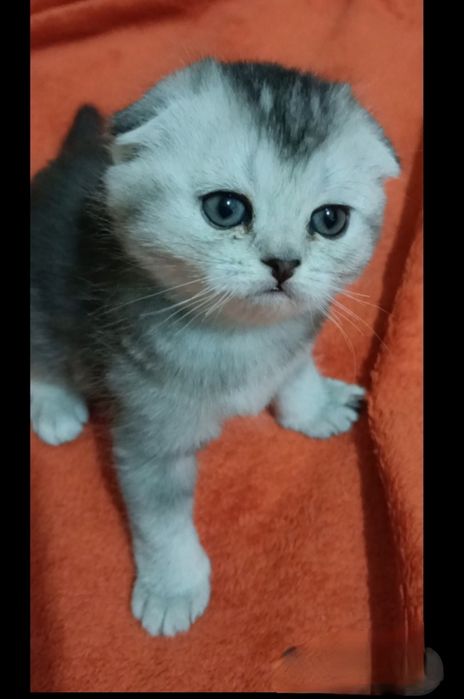 Шотландский вислоухий котенок