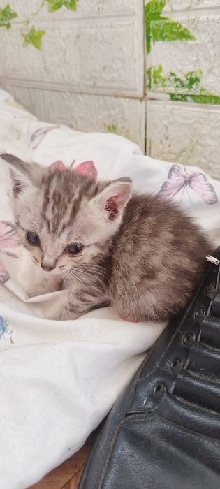 Отдам котят в добрые руки
