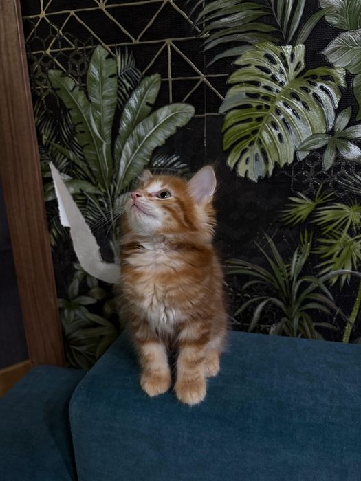 Котята курильского бобтейла