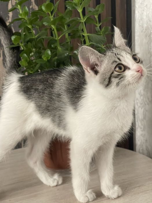 Отдам котенка в добрые руки