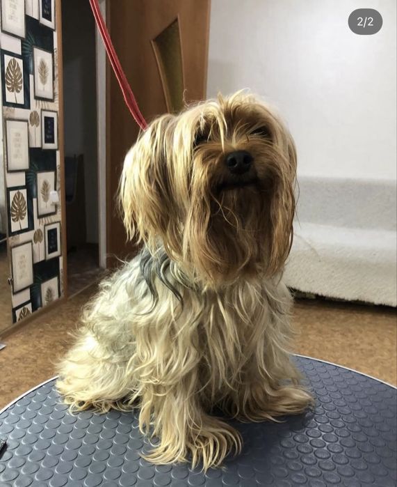 Груминг животных