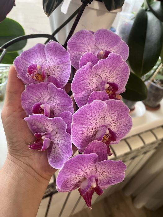 Продам орхидею фаленопсис
