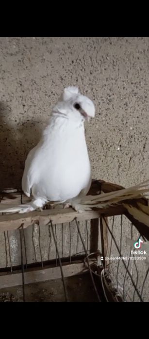 Например iphonehf