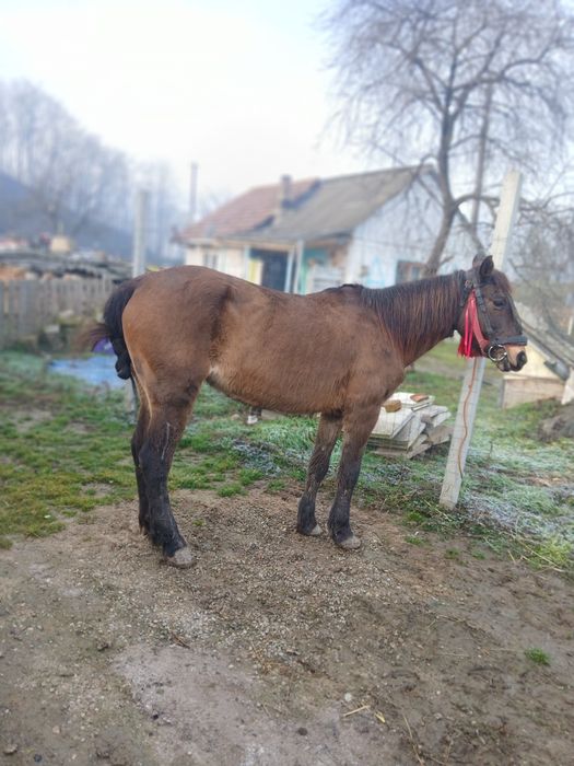 Iapa 9 ani garantata