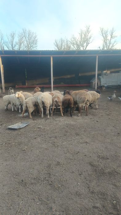 Бараны крупные девочки ярки