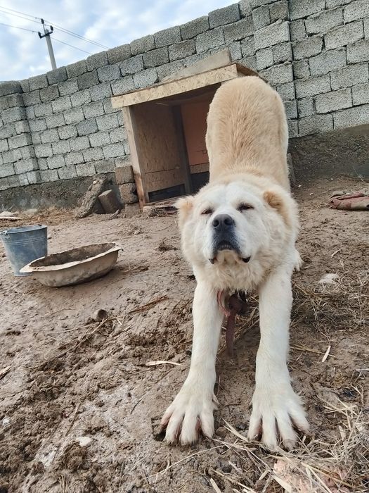 Тобет ит сатылады