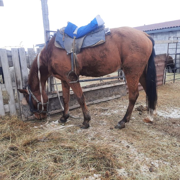Пішпе ат сатылады