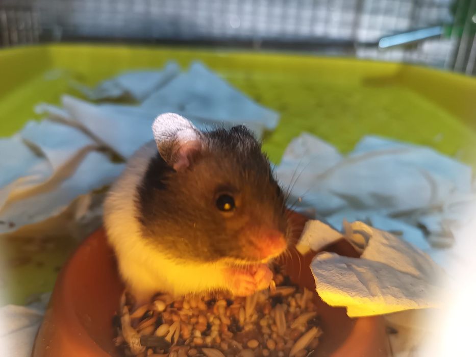 Сирийские хомяки