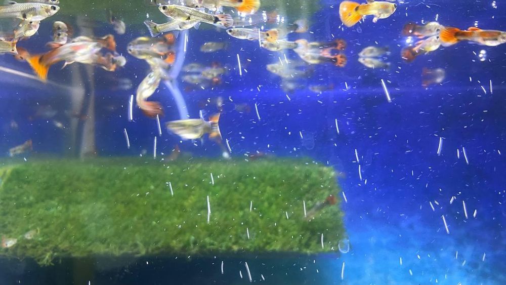 Рыбки гуппи разных окрасов