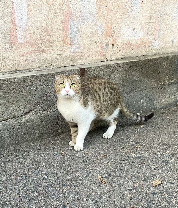 Красивые котики бесплатно