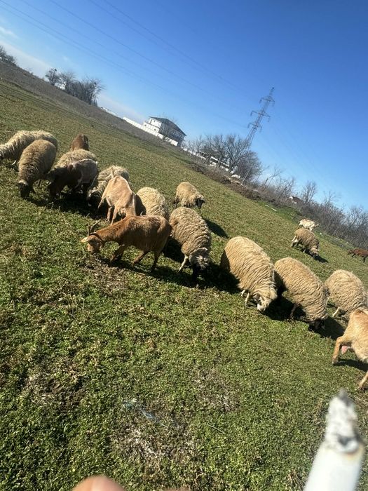De vânzare oi fatate cu miei lângă ele