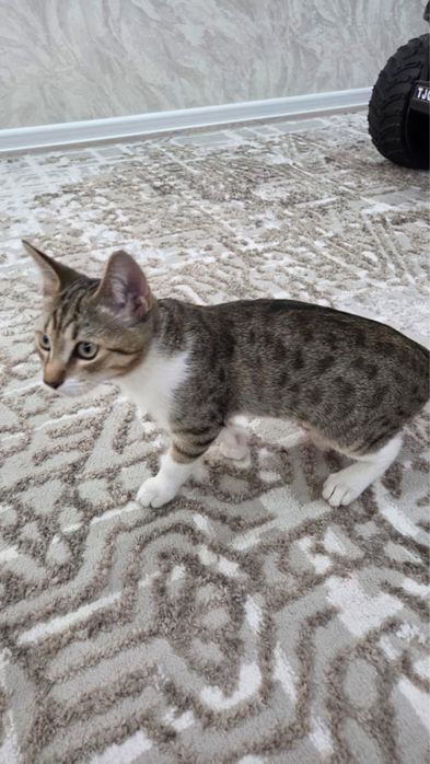 Отдам в добрые руки котенка