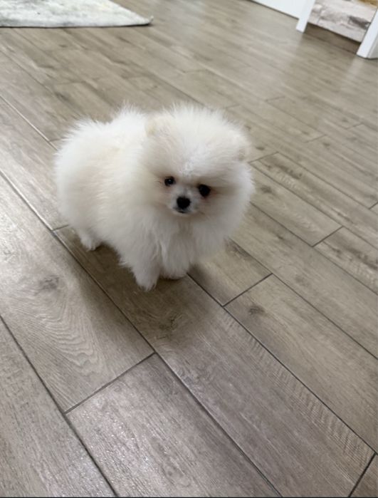 Pomeranian alb baietel