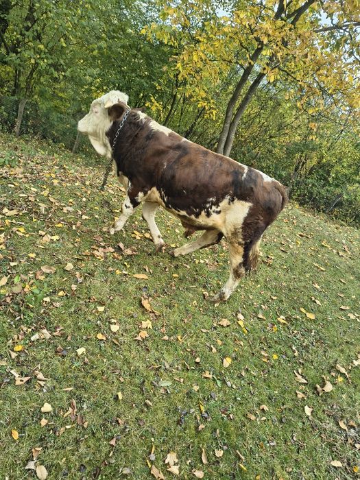 Vițel de vanzare