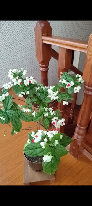 Укоренённые черенки клеродендрона Томпсона.