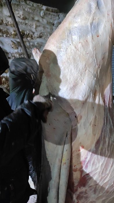 байтал жирные двухлетки