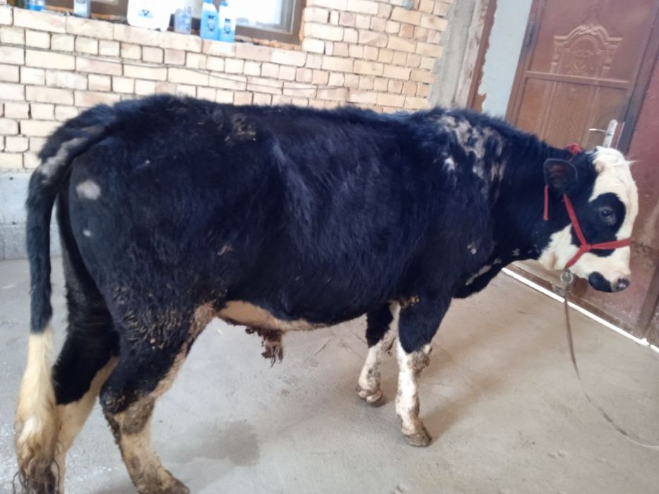 Buqa sotiladi sogʻlom.