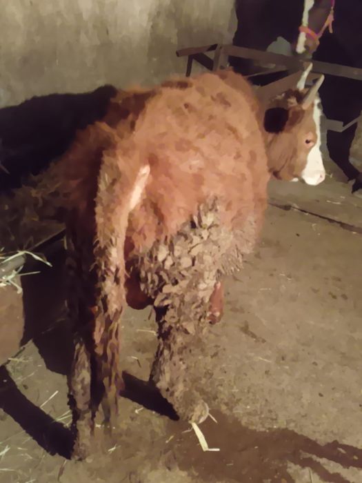 Продам      быка