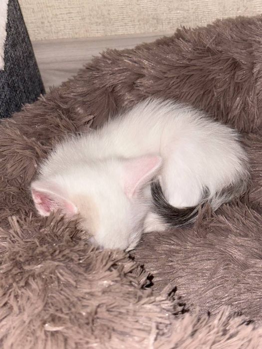 Отдадим котят , две девочки.