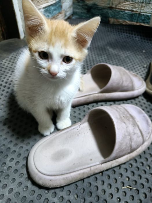 Отдам котят в хорошие руки