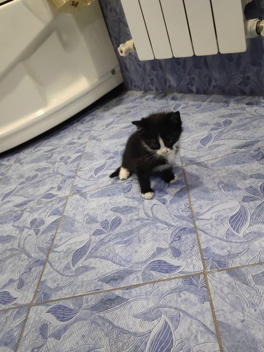 Кошки хорошие домашние