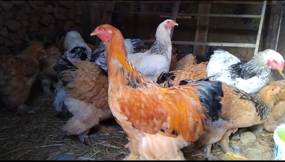 Vând Găini Brahma