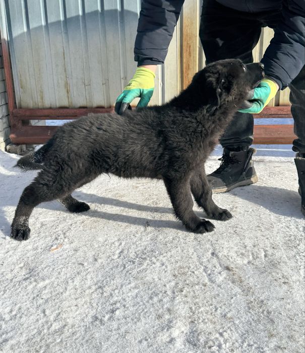 Щенок немецкой овчарки