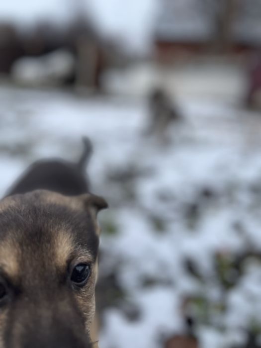 Отдам щенков в добрые руки