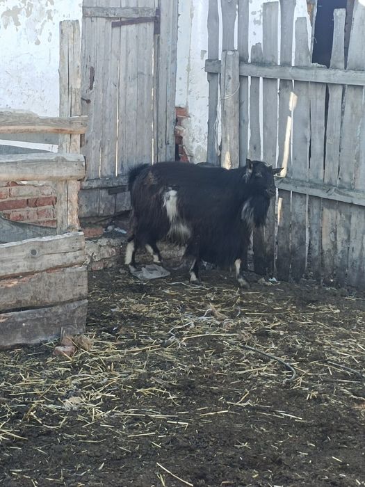 Продам козла на племя