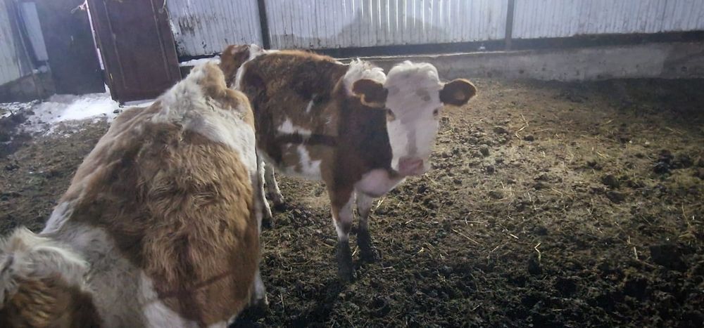 Симентал сиыр қашар сатылады