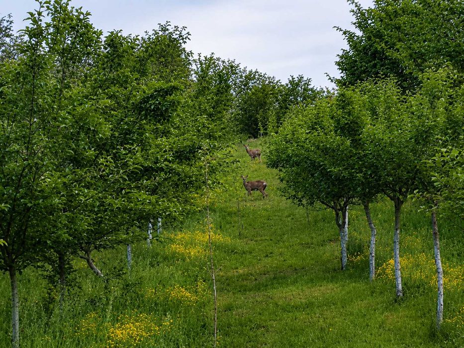 Vilă cu 5.000 mp de teren, livadă și deschidere spre natură  - Bărbătești