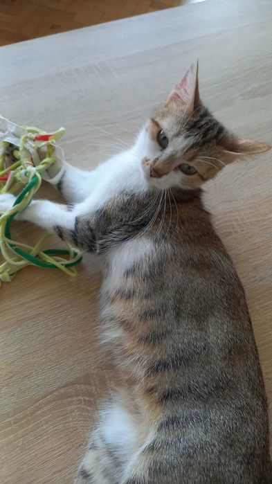 Млада женска котка си търси семейство