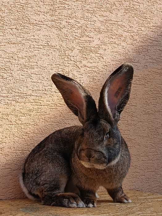 Masculi uriaș german