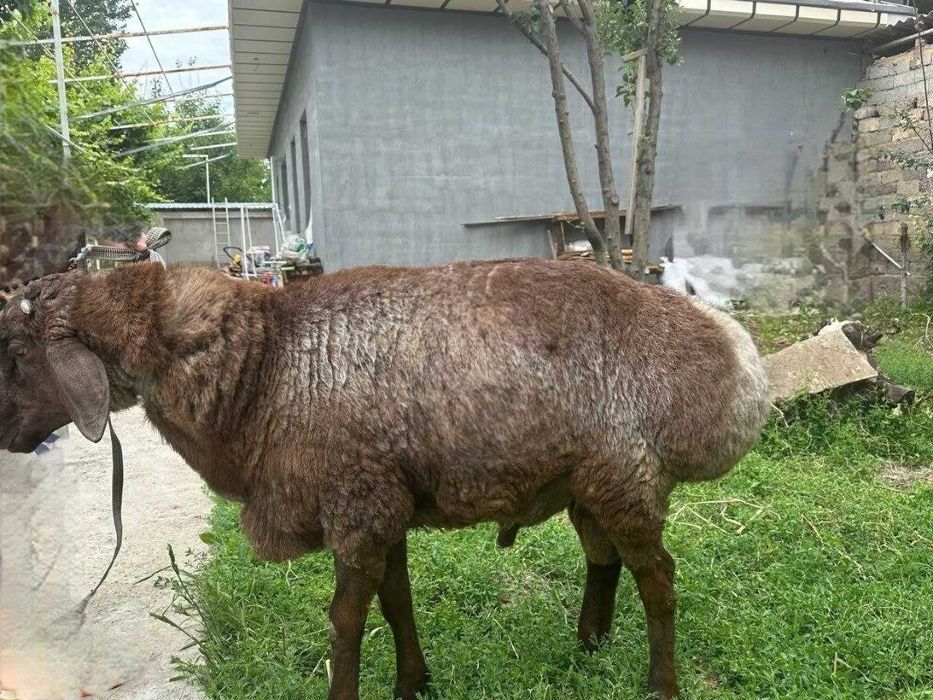 Qurbonlikga Qoʻchqorlar sotiladi