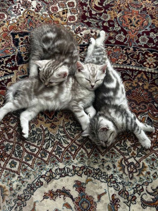 Продам   шотландские котята