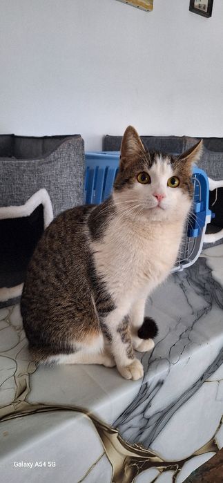 В добрые руки кот