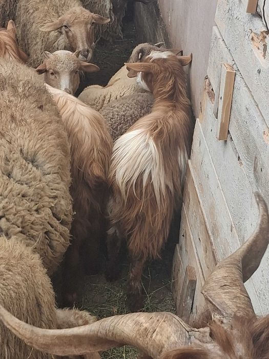 Vand oi fatate si carlani